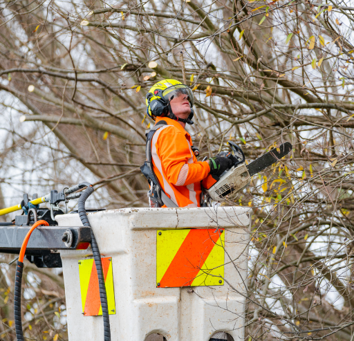 Close up of worker trimming a tree in an aerial lift